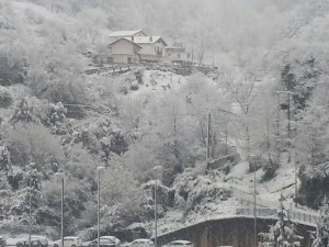 2015 02 04 arbolantza 03